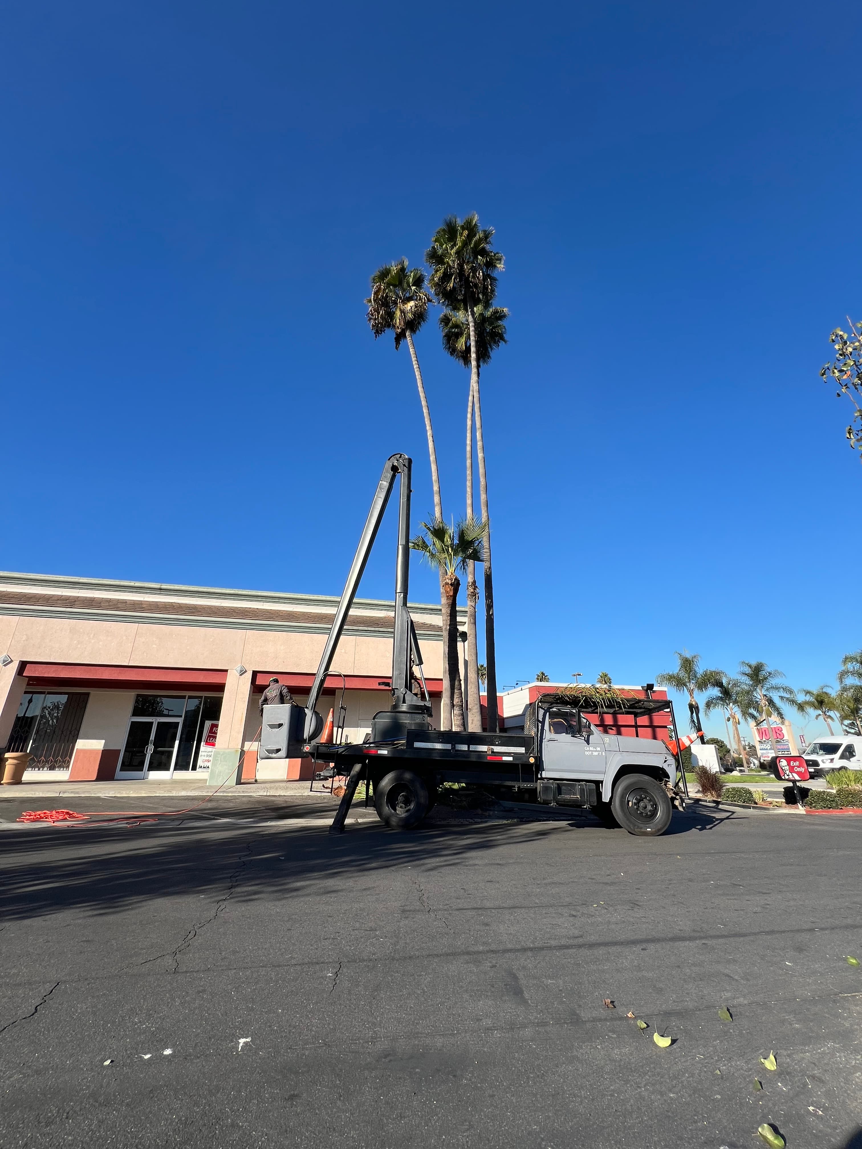 Tree trimming in progress
