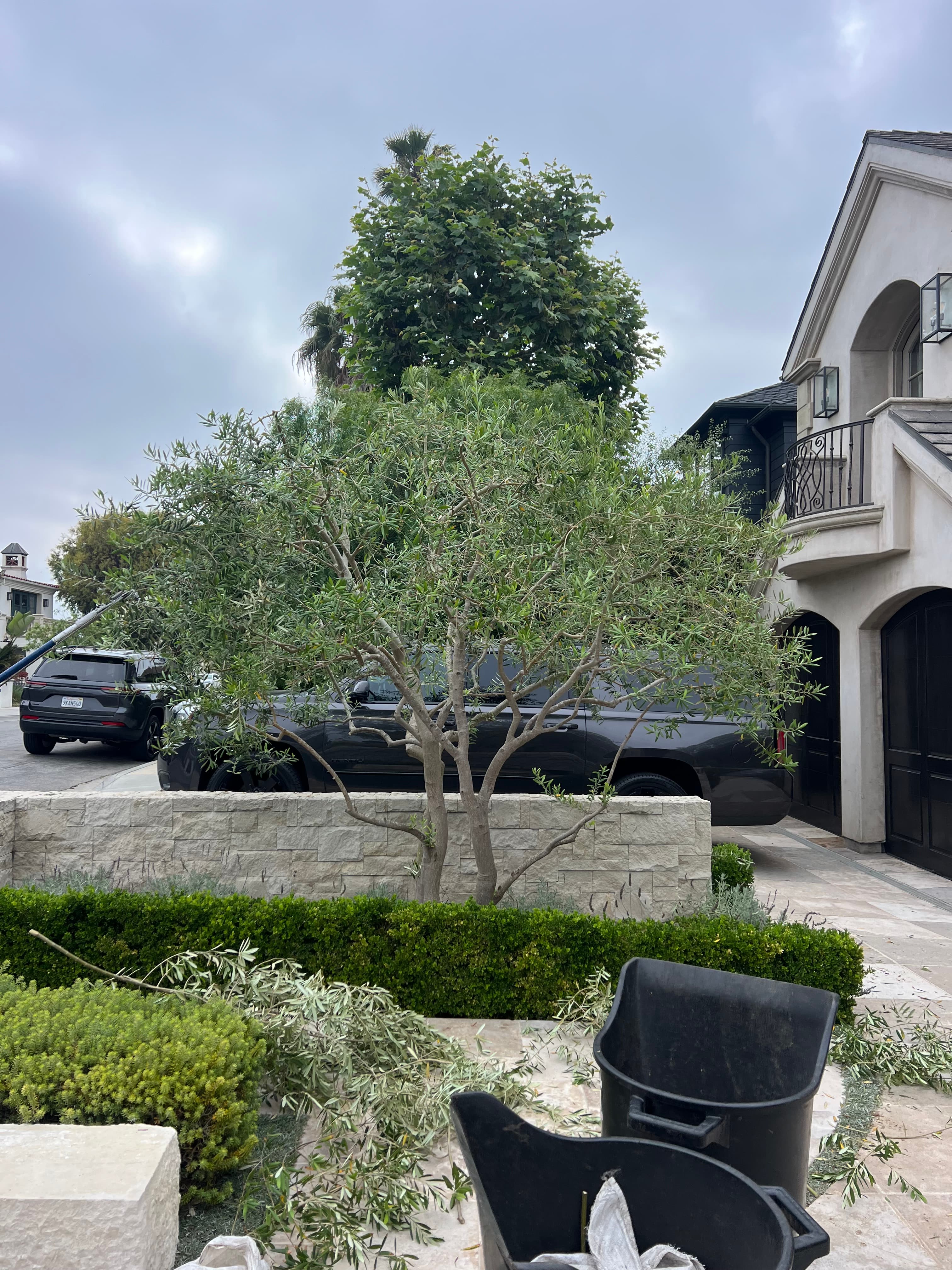 Tree work on a Los Angeles property