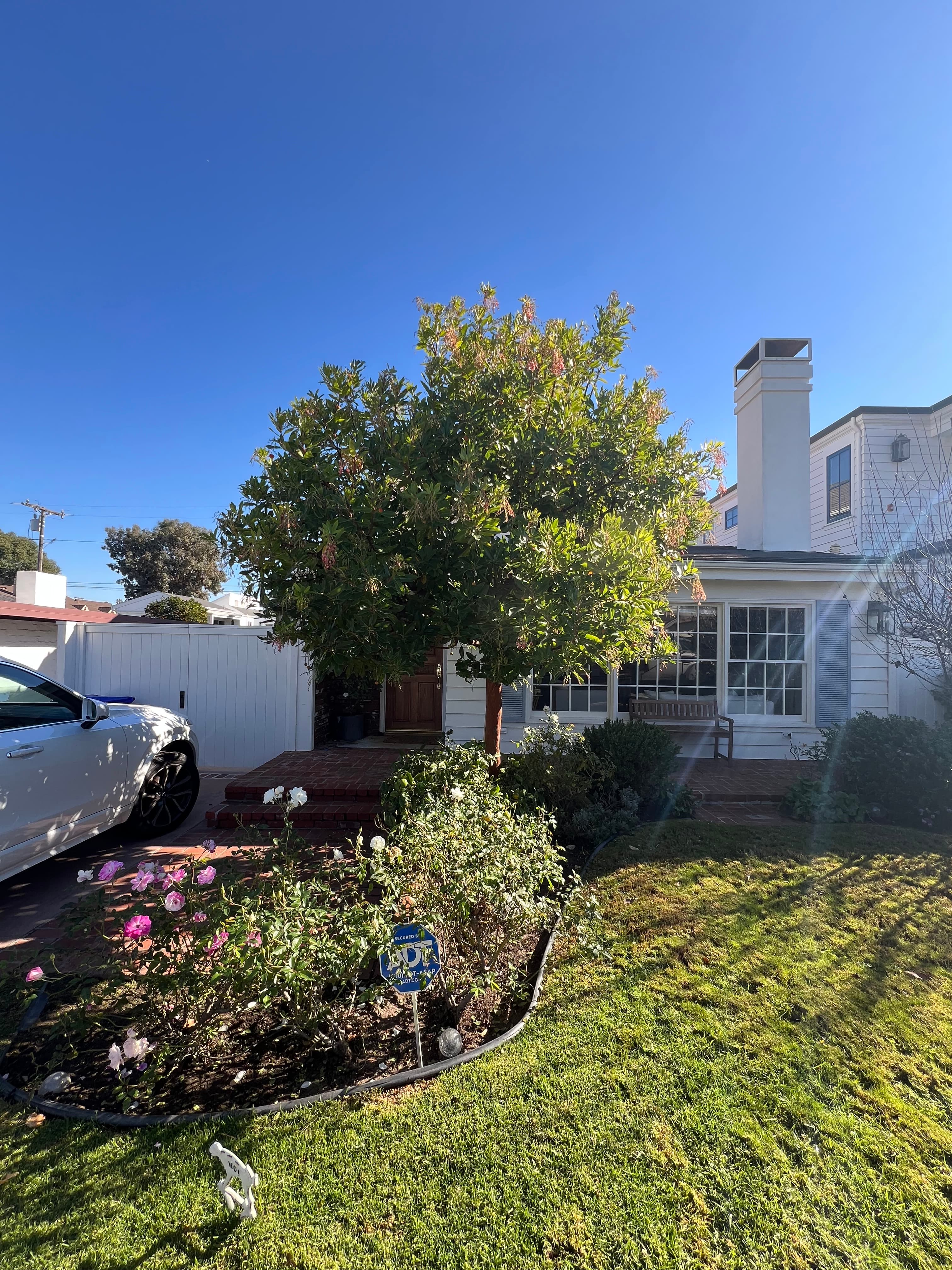 Front-yard tree and hedges after a maintenance visit
