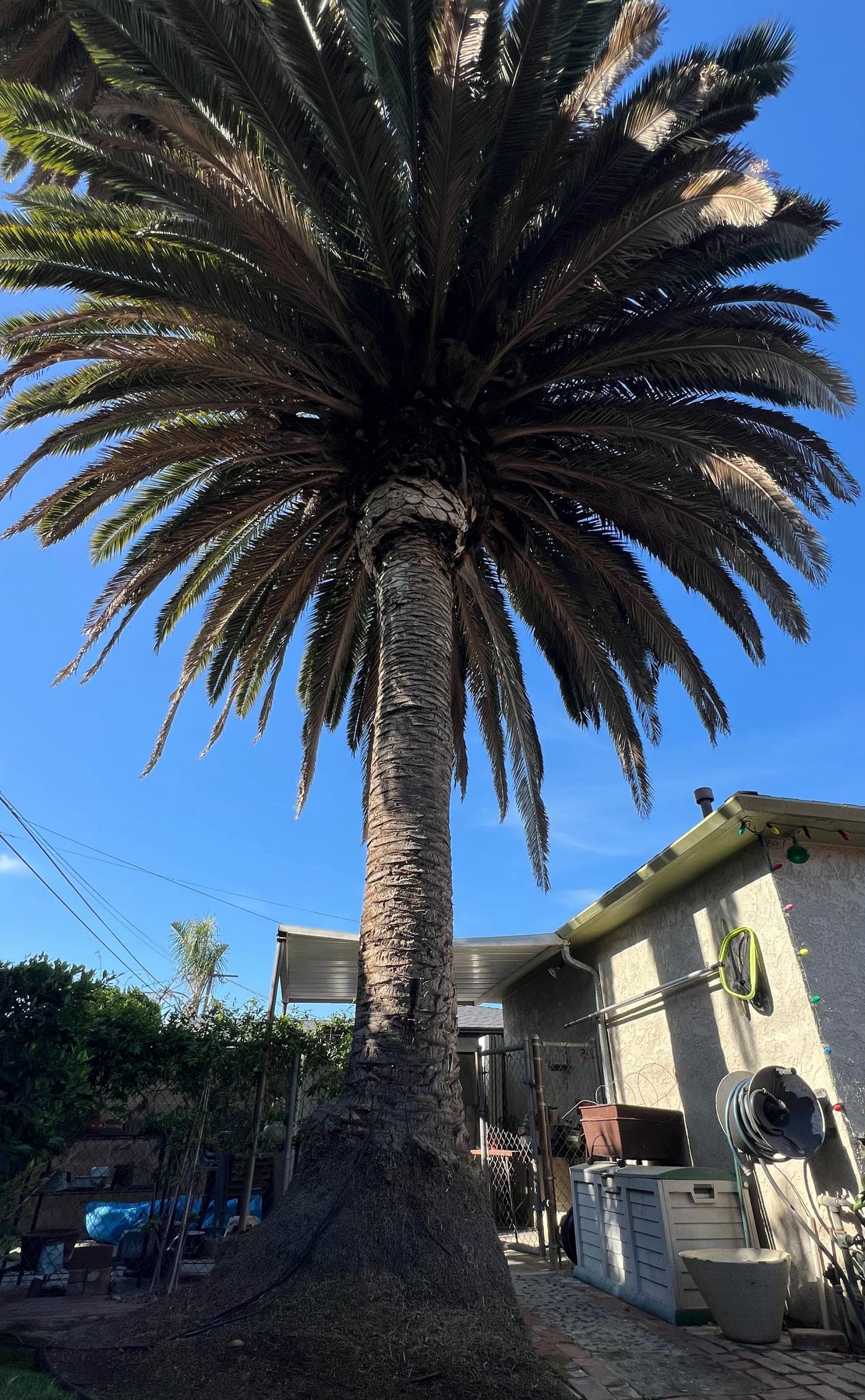 Canary Island date palm — before (Full clean & skin)