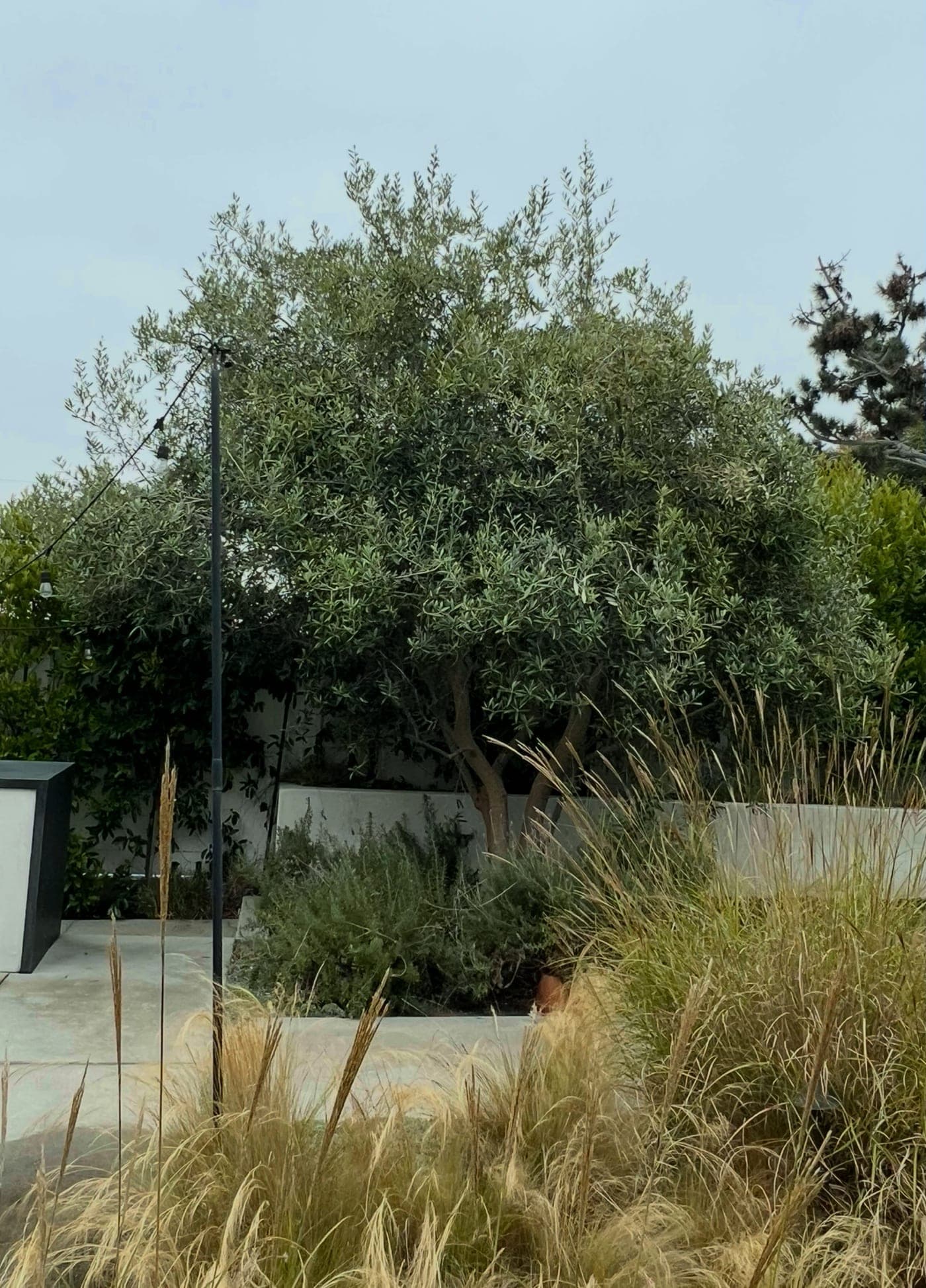 Olive trees — before (Crown raise & crown thin)