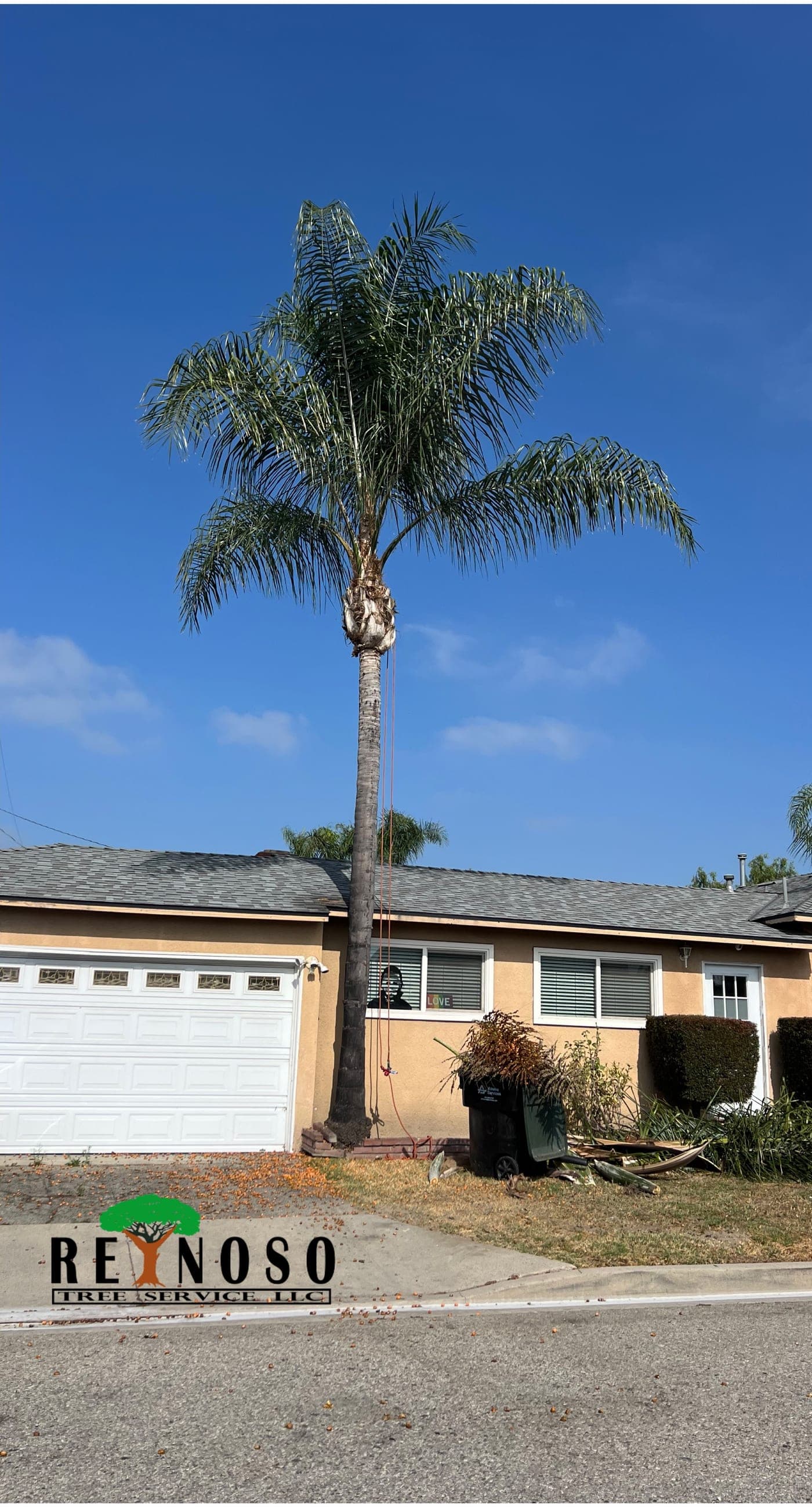 Queen palm — after (Trim & seed removal)